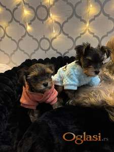 Puppy yorkshire terrier (boys & girls)